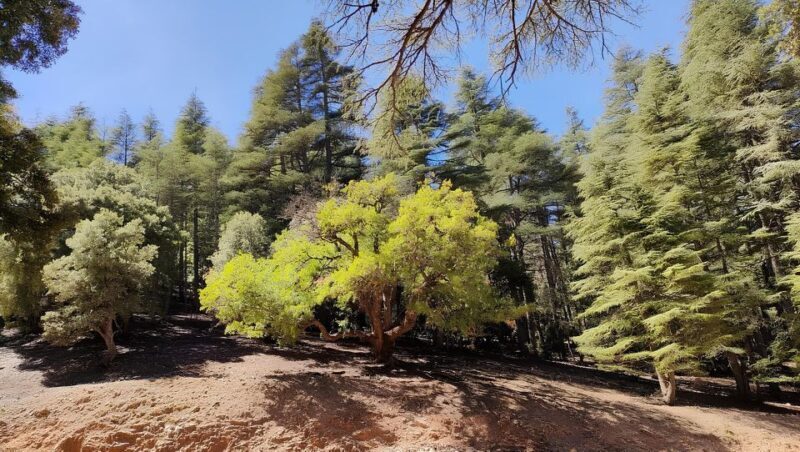 Fes: Day Trip to Middle Atlas: Imouzzer, Ifrane, Azrou - Who Will Enjoy This Tour?