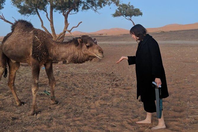 Fes To Fes Desert Tour 3 Days 2 Nights Merzouga - The Sum Up: Is This Tour Worth It?