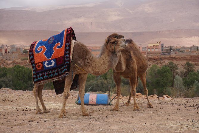 Fes to Marrakech Desert Tours - Authenticity and Value