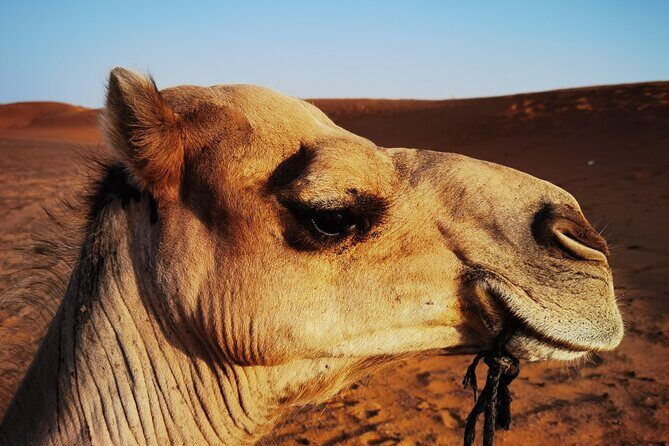 Fez to Merzouga Desert Trip camel ride and night camp - Introduction
