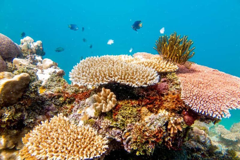 Fiji: Captain Cook Cruises - Island & Reef Day Trip - The Sum Up