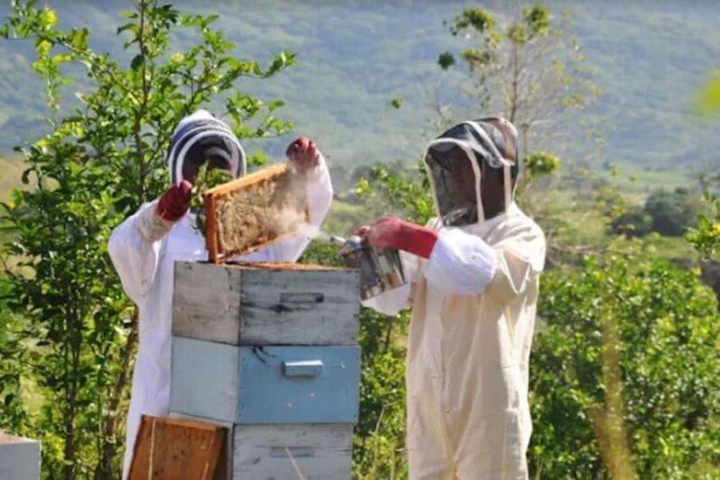 Fiji: Farm Tour: Animals, Honey Tasting & Fijian Cooking - The Logistics: From Pickup to Return