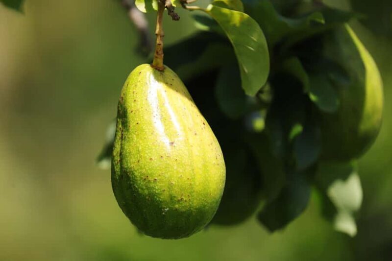 Fiji: Farm Tour: Animals, Honey Tasting & Fijian Cooking - How Does it Compare in Value?