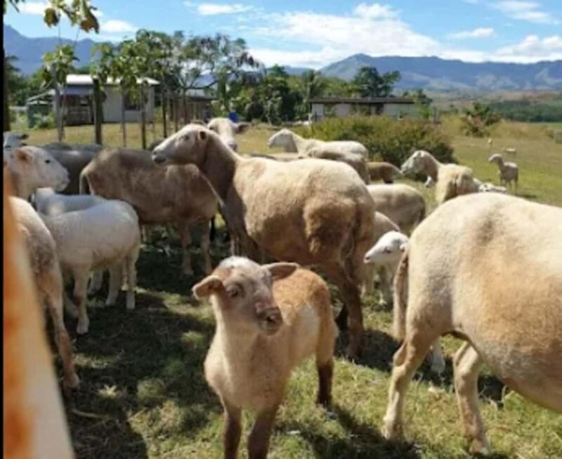 Fiji: Farm Tour: Animals, Honey Tasting & Fijian Cooking - Who Will Love This Tour?