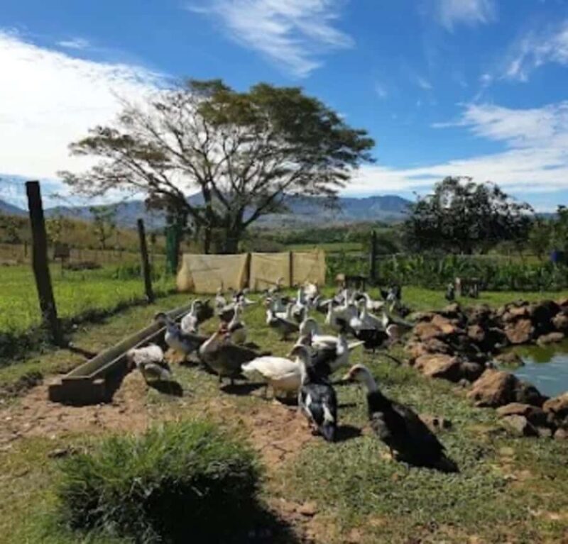 Fiji: Farm Tour: Animals, Honey Tasting & Fijian Cooking - FAQs