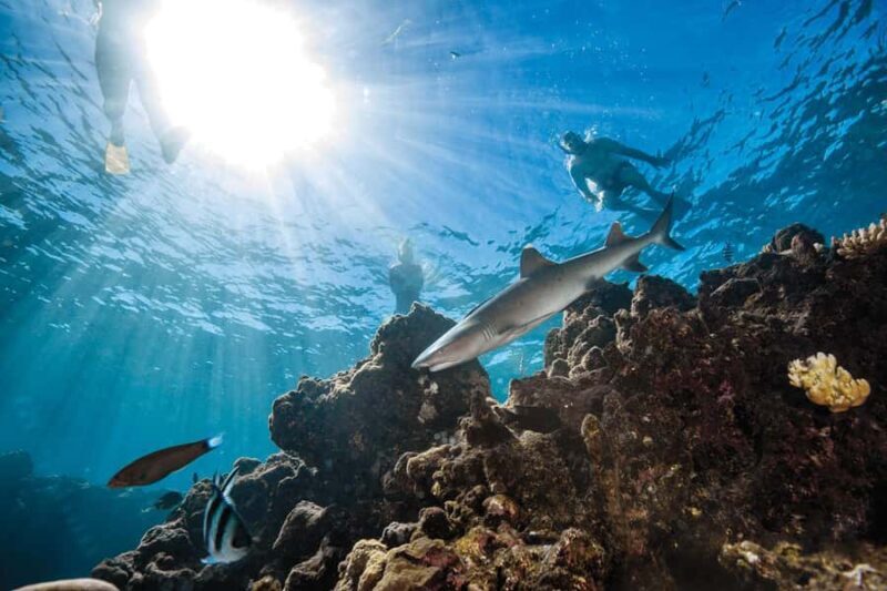 Fiji: Ultimate Encounters Snorkel with Sharks and Lunch - The Journey Begins: From Port Denarau to Barefoot Kuata
