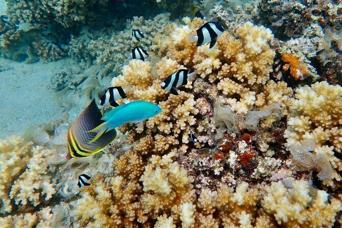 Fijis Best Dolphins tour and Snorkeling Adventure - Who Will Love This Tour?