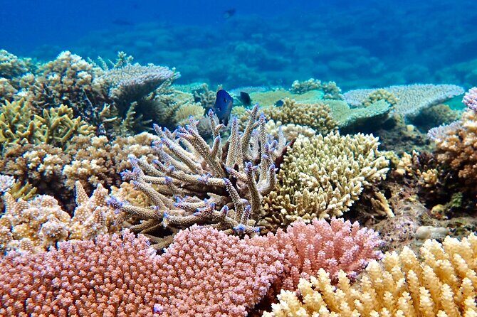 Fijis Best Dolphins tour and Snorkeling Adventure - The Sum Up