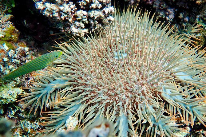 Fijis Best Dolphins tour and Snorkeling Adventure - FAQ