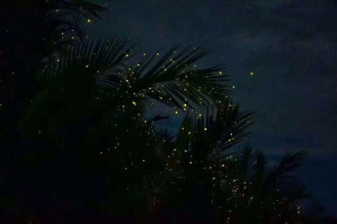 Fireflies & Silver leaf monkey Gazing tour - An In-Depth Look at What You Can Expect