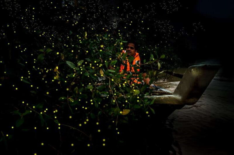 Firefly, Eagle Feeding, and Blue Tears Kuala Selangor Tour - The Itinerary Breakdown