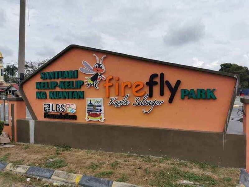 Firefly, Eagle Feeding, and Blue Tears Kuala Selangor Tour - The Sum Up