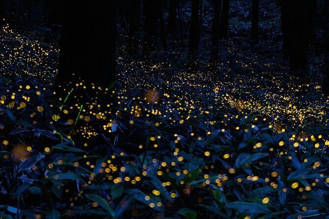 Firefly Sanctuary Tour in Puebla - Starting Out in Puebla: A Smooth Transfer