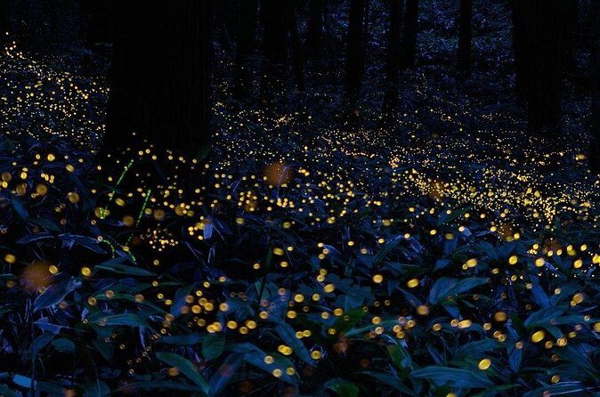 Firefly Sanctuary Tour in Puebla - Practical Details and Considerations