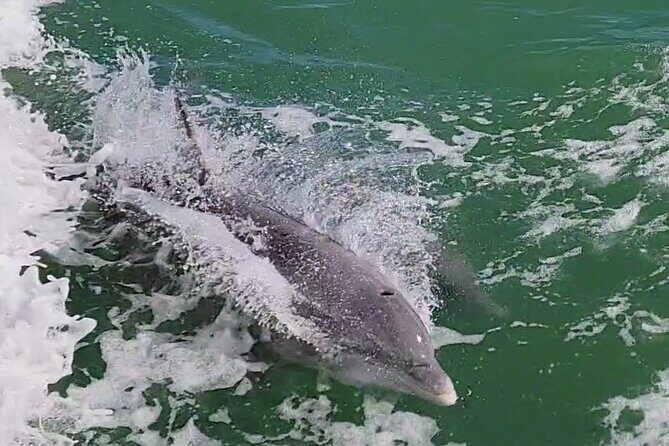 Fireworks Cruise with Dolphin Watch in Laguna Madre Bay - Frequently Asked Questions