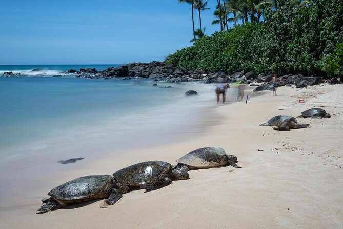 First Day Must: Oahu Sunrise & Circle Island Adventure - Cost and Value