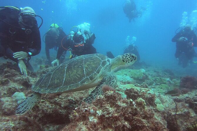 First Diving Experience Try Dive - Discovering the First Diving Experience Try Dive in Sal, Cape Verde