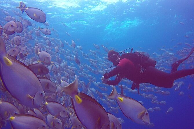 First Diving Experience Try Dive - What the Tour Offers in Detail