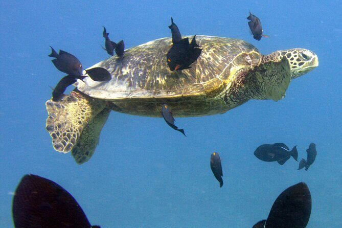 First Time Introductory Scuba Dive - Who Will Love This Tour?