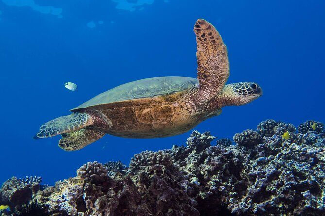 First Time Introductory Scuba Dive - FAQ