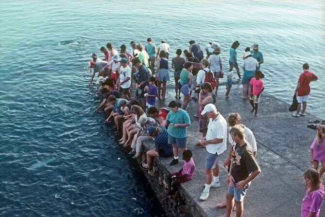 Fish Feeding Activity in Darwin - The Itinerary: What to Expect During Your Hour
