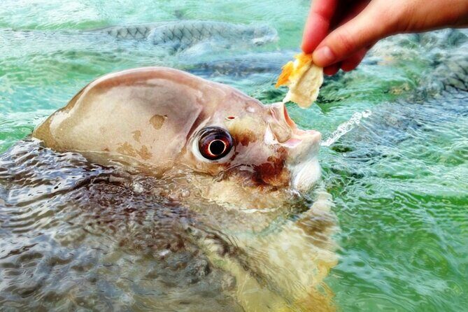 Fish Feeding Activity in Darwin - The Sum Up: Is It Worth It?
