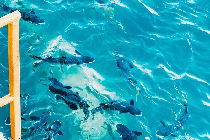 Fish Feeding Activity in Darwin - FAQs