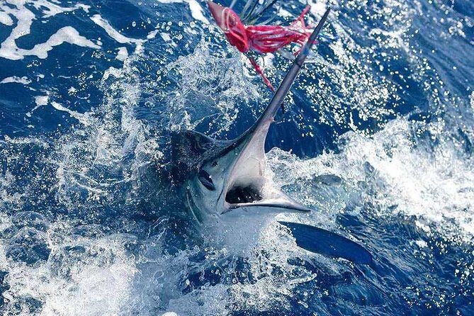 Fishing by Speedboat - The Sum Up