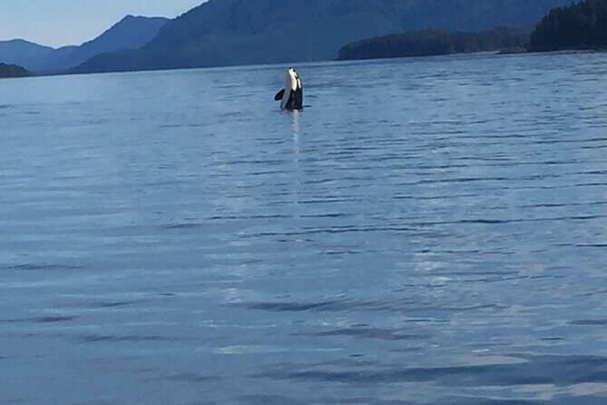 Fishing Whale Watching Hoonah Alaska - Key Points