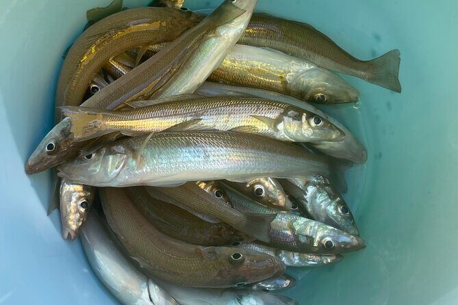 Fishing with Mt. Fuji Views and Japanese Home Cooking Experience - Authenticity and Reviews