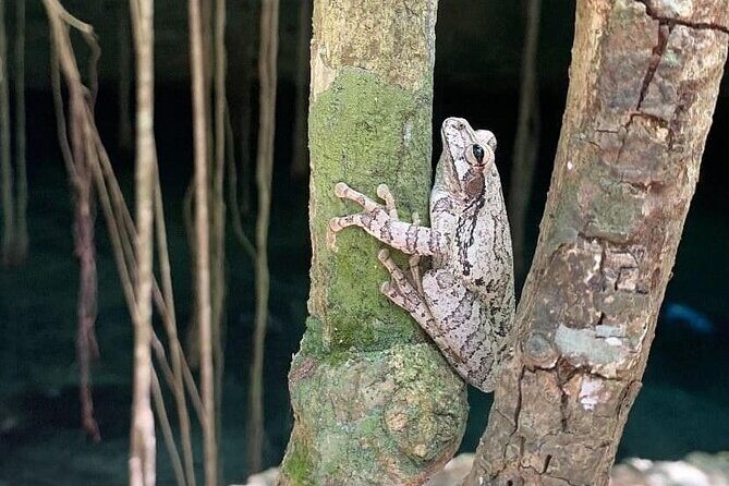 Five Cenotes Jungle Experience in the Riviera Maya - Who Will Enjoy This Tour?
