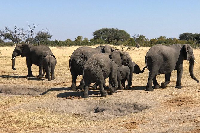 Five-Day Hwange NP, Chobe NP and Victoria Falls Combo - Analyzing the Itinerary in Detail