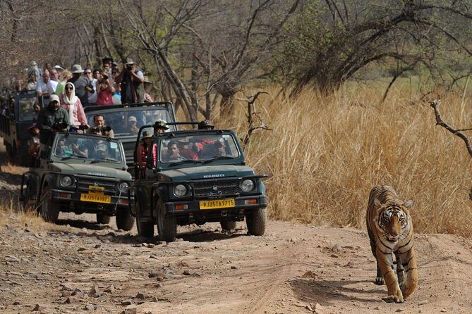 Five Days Golden Triangle Tour with Ranthambore Delhi Agra Jaipur - A Day-by-Day Breakdown