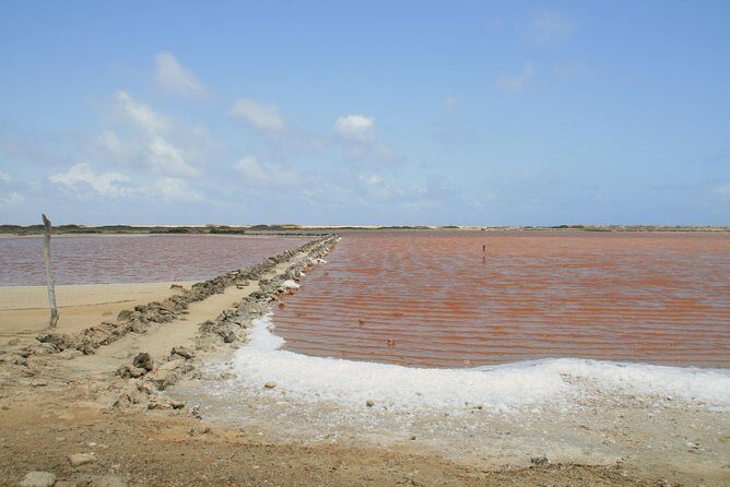 Flamingo & Mangrove Trip with Local Guide - The Experience in Detail