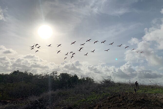 Flamingo & Mangrove Trip with Local Guide - The Practicalities