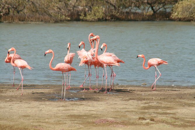 Flamingo & Mangrove Trip with Local Guide - What Past Travelers Say
