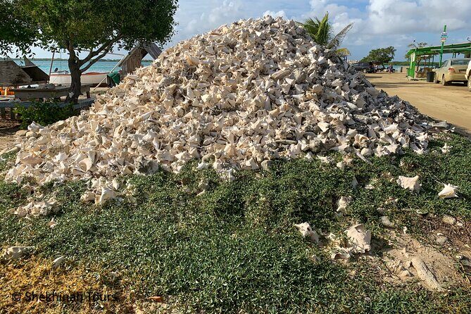 Flamingo & Mangrove Trip with Local Guide - Final Thoughts on Value and Suitability
