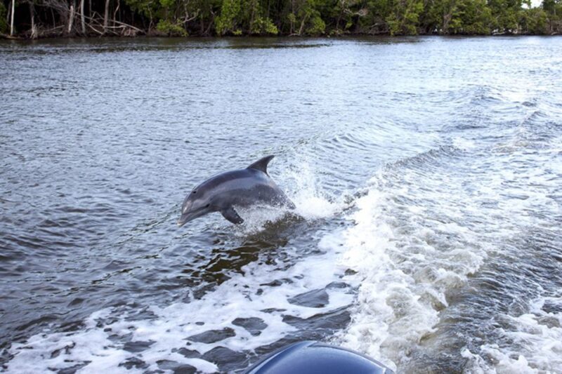 Flamingo Marina: Backcountry Boat Tour of the Everglades - FAQ