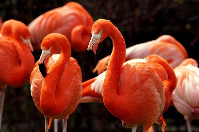 Flamingo Sightseeing Pink Lake Tour and Rio Lagartos Boat Ride - A Deep Dive into the Tour Experience