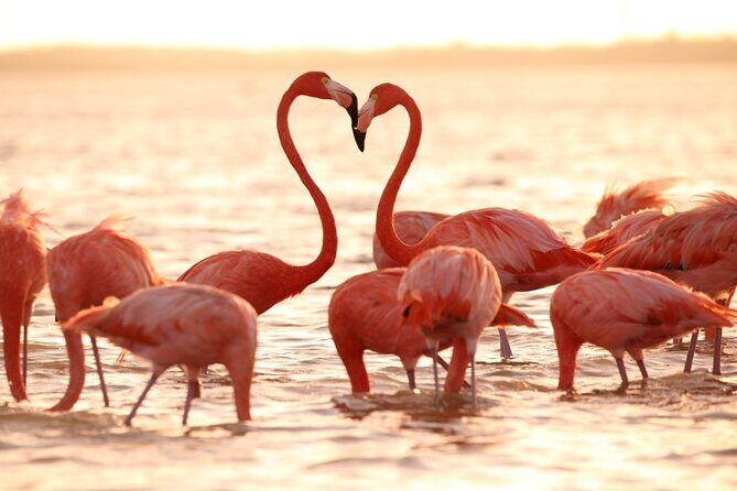 Flamingo Sightseeing Pink Lake Tour and Rio Lagartos Boat Ride - FAQ