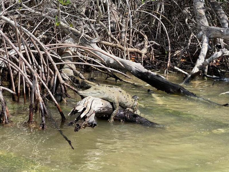 flamingo tour in Rio Lagartos, Yucatan 3 hours - The Experience in Context