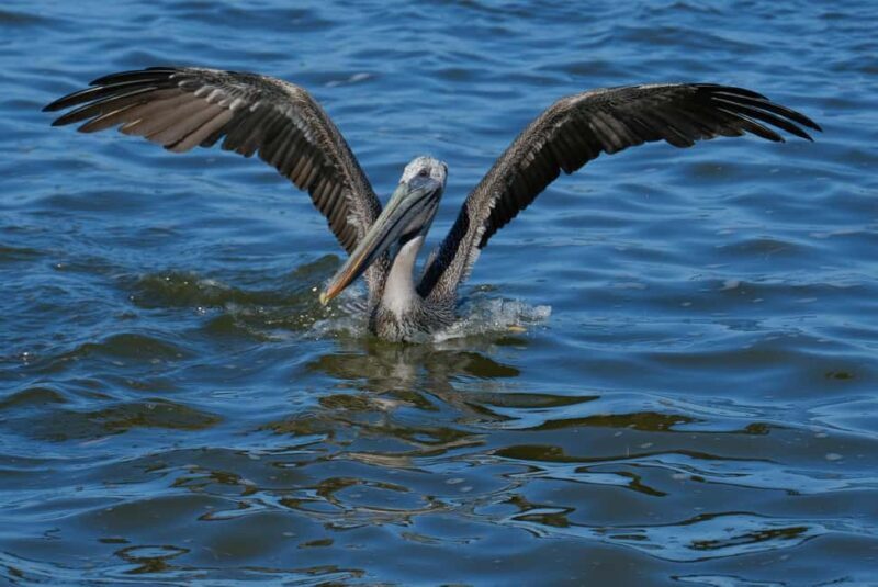 flamingo tour in Rio Lagartos, Yucatan 3 hours - Who Should Consider This Tour