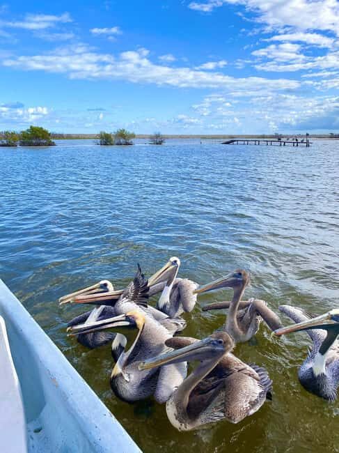 flamingo tour in Rio Lagartos, Yucatan 3 hours - FAQ
