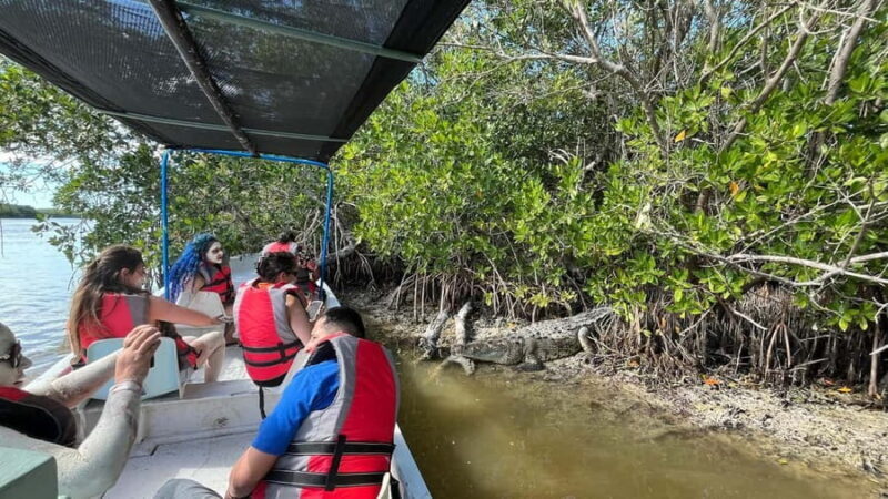 Flamingo tour Rio Lagartos, Yucatan 2 hours - An In-Depth Look at the Rio Lagartos Flamingo Tour
