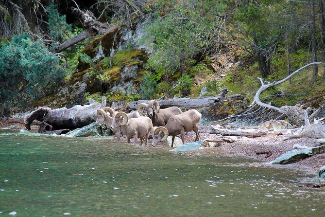 Flathead Lake Private Sunset Wild Horse Island Boat Tour - The Sum Up