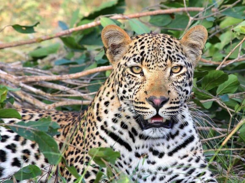 Flight Adventure from Zanzibar to Nyerere NP: 2 Days 1 Night - An In-Depth Look at the Safari Experience