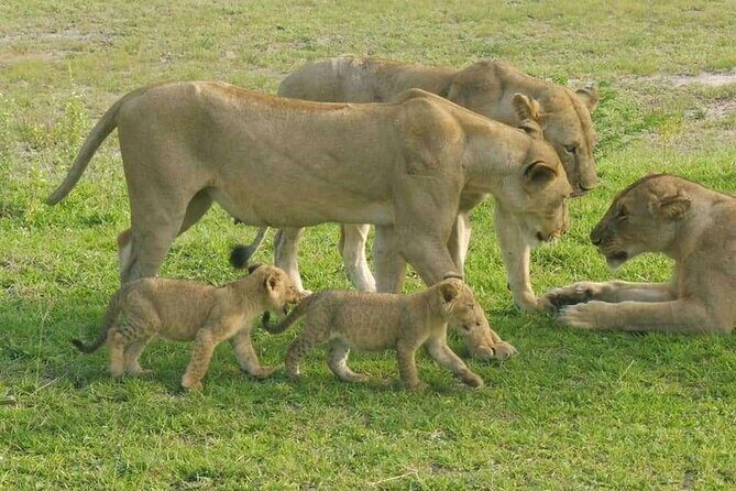 Flight Package Zanzibar to Nyerere National Park (Selous GR) 3 Days 2 Nights - An Introduction to the Safari Experience