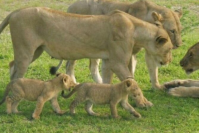 Flight Package Zanzibar to Nyerere National Park (Selous GR) 3 Days 2 Nights - Accommodation & Meals