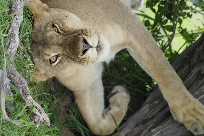 Flight Package Zanzibar to Nyerere National Park (Selous GR) 3 Days 2 Nights - Frequently Asked Questions