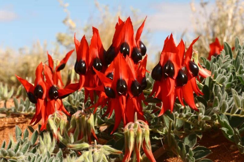 Flinders Ranges & Outback: 3-Day 4WD Tour from Adelaide - Key Points